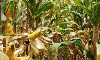 Imagem 7: Propriedade de 15 alqueires