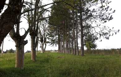 Imagem 7: Pelotas - Terreno Padrão - Distrito Ponte Cordeiro de Farias