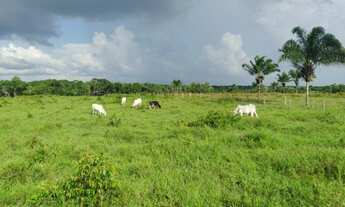 Imagem 2: 171 alqueires por 12 milhões de reais com 800 vacas dentro há 150 km de Belém