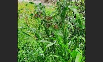 Imagem 2: Piraquara Térrea para venda possui 68 metros quadrados com 2 quartos em Vila Franca - Pira