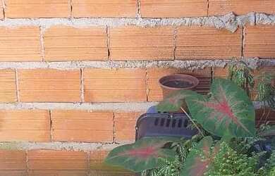 Imagem 4: Barraco em área livre