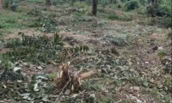 Imagem: Vende-se esse terreno no Iranduba AM