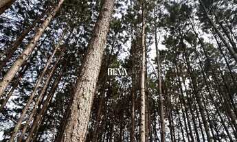 Imagem 7: Terreno para chácara com Pinus de 19 anos