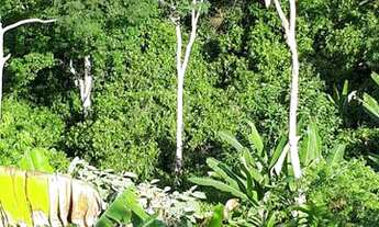 Imagem 6: Roça de cacau e banana