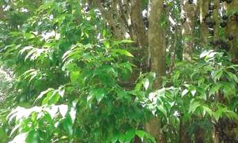 Imagem 6: Chácara 1000 metros Piedade sp