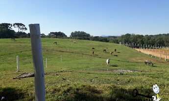 Imagem 3: Chácara com 1 dormitório à venda, 10000 m² por R$ 1.200.000,00 - Colônia Murici - São José