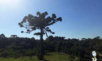 Imagem 7: Chácara com 1 dormitório à venda, 10000 m² por R$ 1.200.000,00 - Colônia Murici - São José