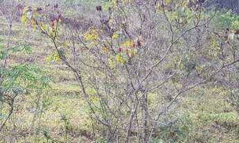 Imagem 7: Sítio 2,5 alqueires