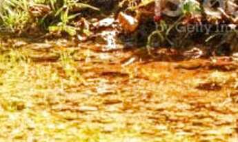 Imagem: Lote Industrial São Luiz - Betim