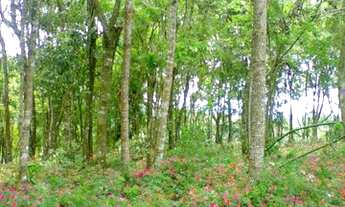 Imagem 4: PRÓXIMA AO CENTRO URBANO - IDEAL PARA LOTEAMENTO
