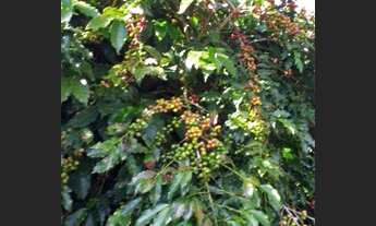 Imagem 7: Sítio de 7 Alqueires todo em Café em Ouro Fino - MG