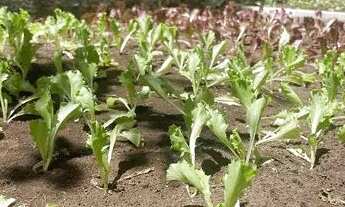 Imagem 5: Apartamento 2 quartos