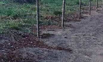 Imagem 4: Vendo um terreno de esquina tamanho 1.600m²