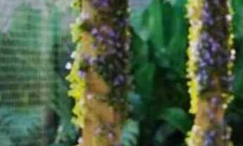 Imagem 6: Sunset Boulevard 2