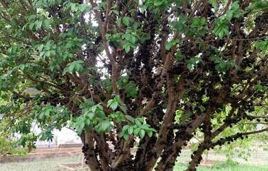 Imagem 2: Chácara à venda em Bela Vista de Goiás -Go no Condomínio Residencial Recanto dos Ipês