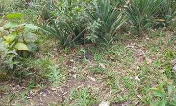 Imagem 2: Super 2,2 hectares 3 lagos casa sede 1km da rodovia 220 mil reais