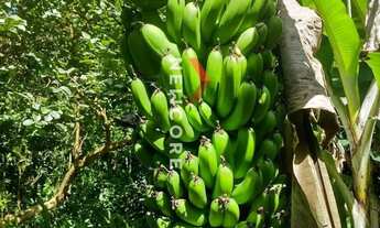 Imagem 5: Sobrado em avenida principal - rocha - Adrianópolis/PR