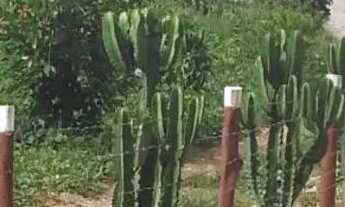 Imagem: Vendo chácara em Paraibuna