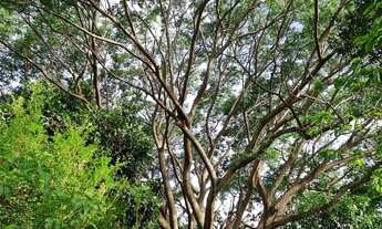 Imagem 4: OPORTUNIDADE Terreno Chácara Rua 18 Lago Oeste( última Chácara, virada pro vale, com água