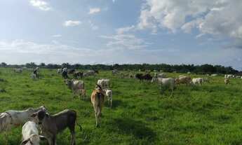 Imagem: 171 alqueires por 12 milhões de reais com