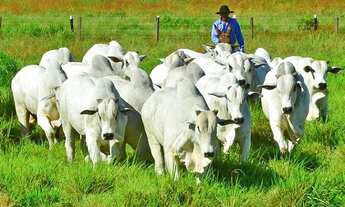 Imagem 5: ET - Crédito Rural Investimento Fazenda Gado Milho Soja Avicultura Cana
