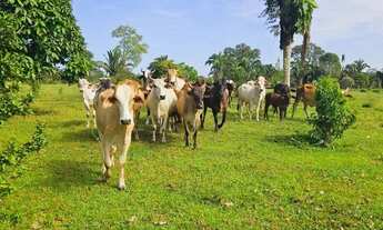 Imagem: Fazenda 1.500 x 2.000 com 30 cabeças de