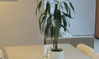 Imagem 7: Apartamento para locação e venda no Bairro Martins