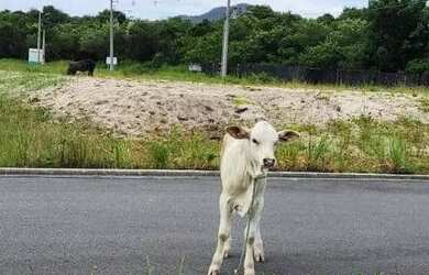 Imagem 6: TERRENO NO REAL PARK EM FLORIANÓPOLIS