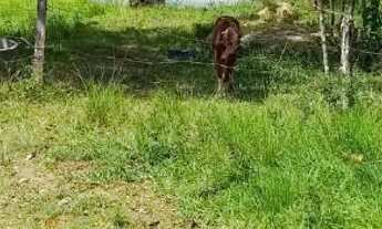 Imagem 4: Vendo o troco terreno