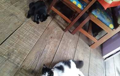 Imagem 10: Casa com piscina temporada