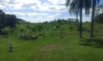 Imagem 4: 34 Ha com NOGUEIRAS PECAN