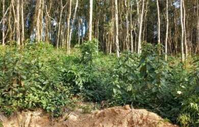 Imagem 3: 32 Grande Oportunidade de Terrenos em Ibiúna-SP 10SQ80J