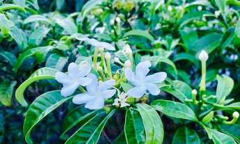 Imagem 2: S0501 - Casa com 3/4 em Emaús para venda