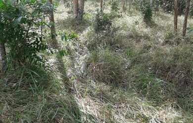 Imagem 3: Itapetininga-Sp, Sitio 17 Alqueires