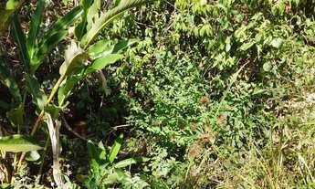 Imagem 7: Chácaras parceladas próximo a Anápolis