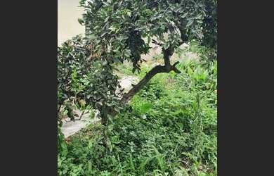 Imagem 4: Pinhais Casa para venda tem 185 metros quadrados com 4 quartos em Vargem Grande - Pinhais