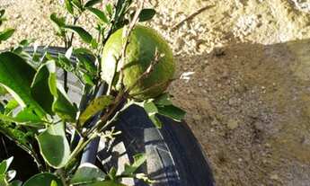 Imagem 7: Lotes rurais de 1000m2 a 7km de Vitória da Conquista - Bahia