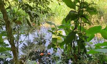 Imagem: Chácara em Cosmopolis