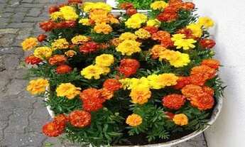 Imagem 4: CASA PARA VENDA NA PRAIA DE JUQUEHY