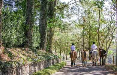 Imagem 3: Terreno-À VENDA-Fazenda Santo Antonio das Paineiras-Morungaba-SP
