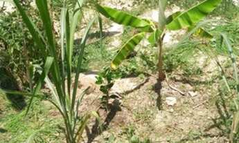 Imagem 2: Excelente terreno plano, em Vargem Grande