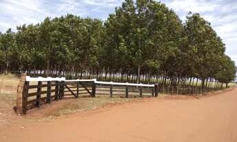 Imagem: Vende-se seringueira