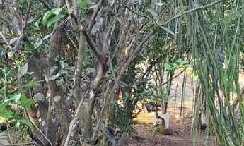 Imagem 7: Chácara de 7000m2 na Região do Daia só R$ 500mil