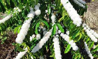 Imagem 6: Fazenda Rodovia Itabela