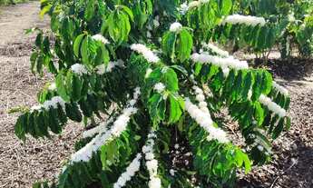 Imagem 3: Fazenda Rodovia Itabela