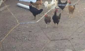 Imagem 6: Sítio em Riachão