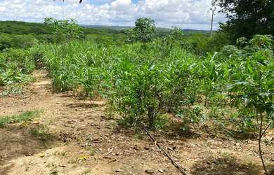 Imagem 7: Lindo sítio a venda