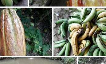 Imagem 4: Fazenda em São José da Vitória com 63 hectares