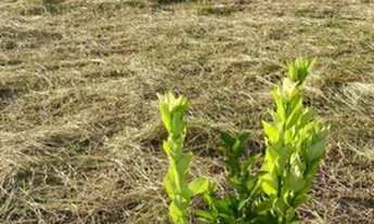 Imagem 3: Propriedade Rural