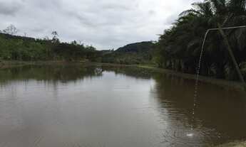 Imagem 3: Palmito pupunha Fazendinha Juquia